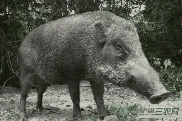 养殖野猪提高肉质的方法有哪些(养殖野猪提高肉质的方法是什么)